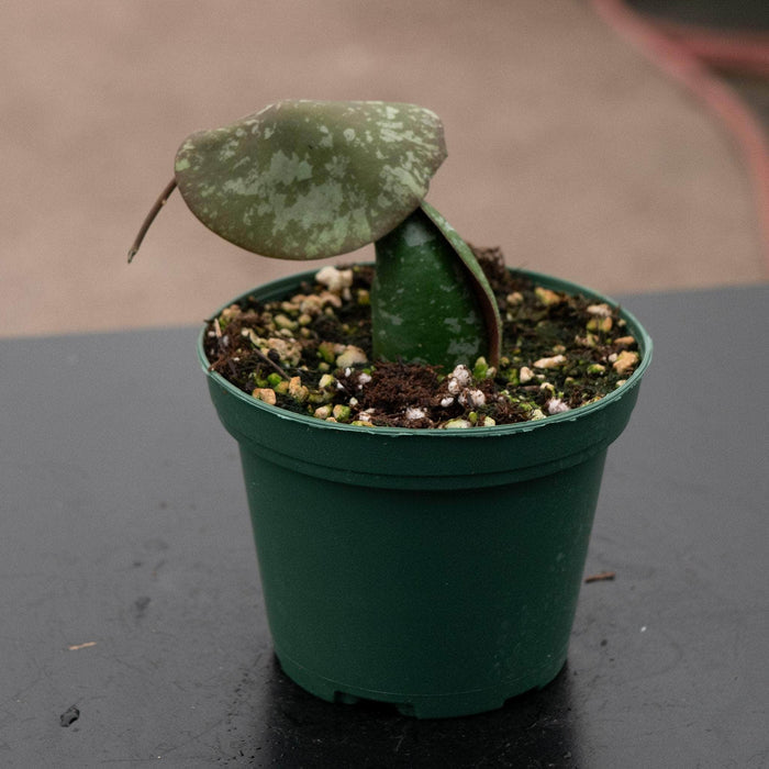 Gabriella Plants Hoya Hoya imbricata
