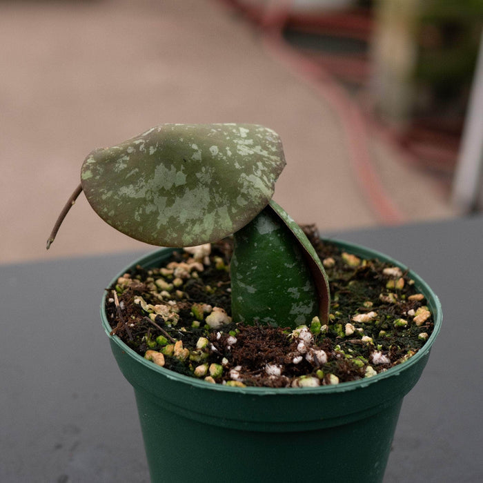 Gabriella Plants Hoya 3" Hoya imbricata