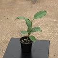 Gabriella Plants Hoya 4" Hoya imperialis 'Alba'