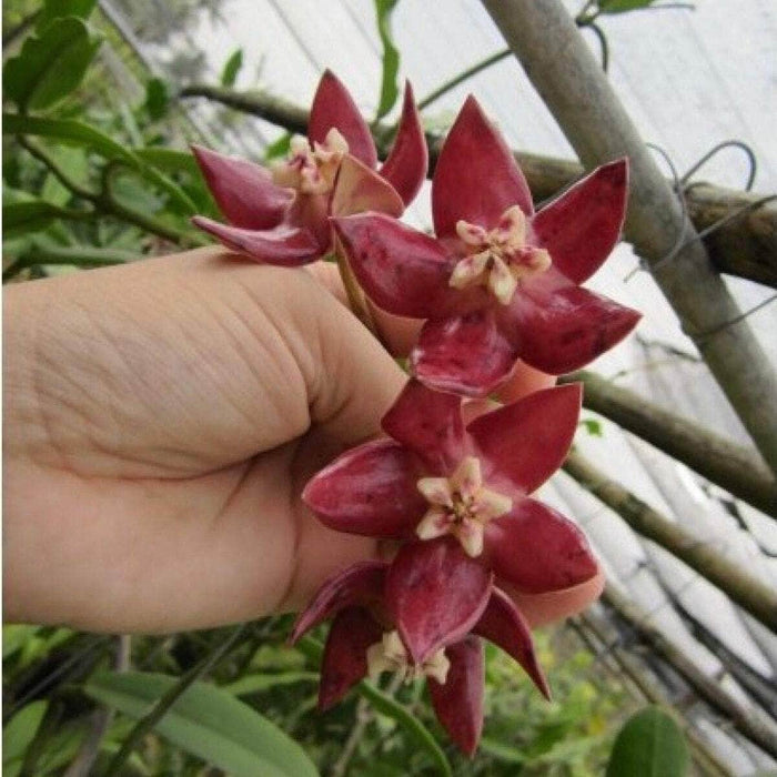 Gabriella Plants Hoya 3" Hoya imperialis