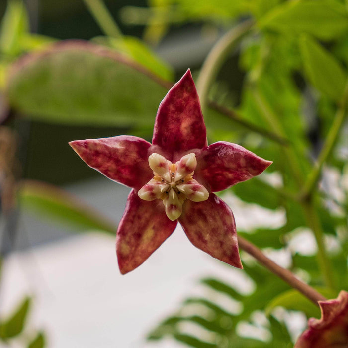 Gabriella Plants Hoya 3" Hoya imperialis