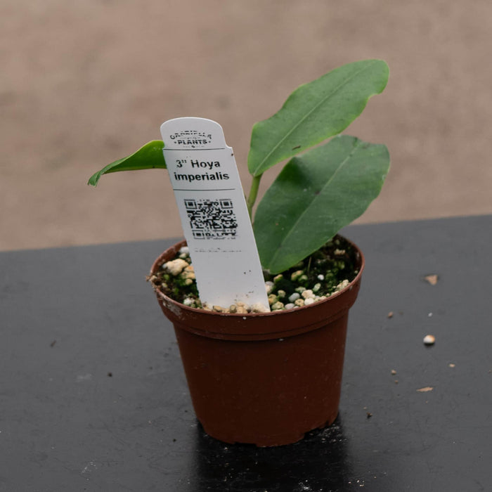 Gabriella Plants Hoya 3" Hoya imperialis