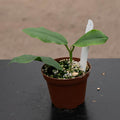 Gabriella Plants Hoya 3" Hoya imperialis
