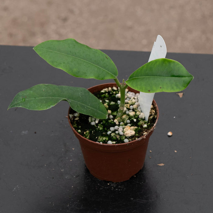 Gabriella Plants Hoya 3" Hoya imperialis