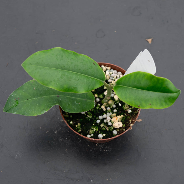 Gabriella Plants Hoya 3" Hoya imperialis