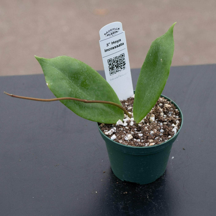 Gabriella Plants Hoya 3" Hoya incrassata