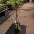 Gabriella Plants Hoya 4” Hoya inflata