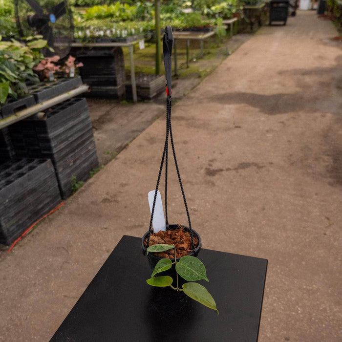 Gabriella Plants Hoya 4” Hoya inflata