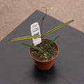 Gabriella Plants Hoya 3" Hoya insularis