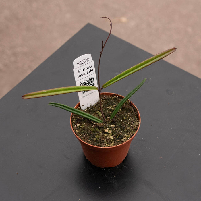 Gabriella Plants Hoya 3" Hoya insularis