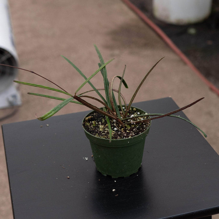 Gabriella Plants Hoya 4" Hoya insularis