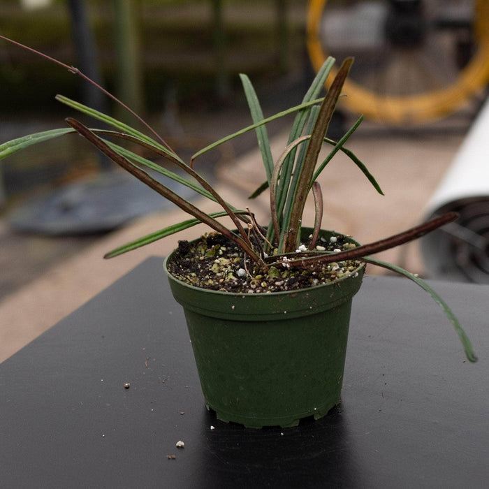 Gabriella Plants Hoya Hoya insularis