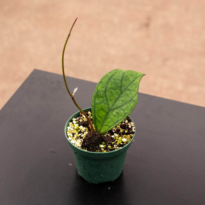 Gabriella Plants Hoya 3" Hoya ‘Irina’