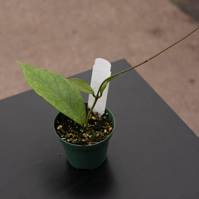Gabriella Plants Hoya 3" Hoya ‘Irina’