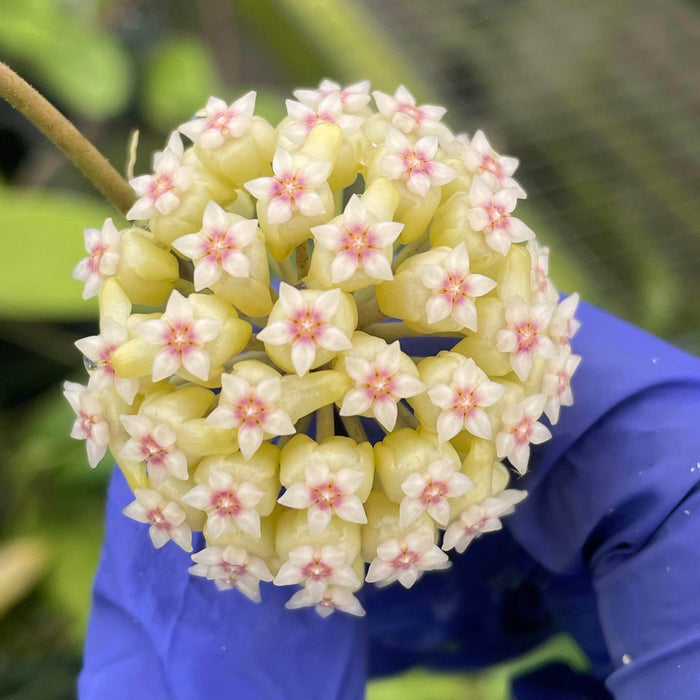 Gabriella Plants Hoya 3" Hoya ‘Irina’