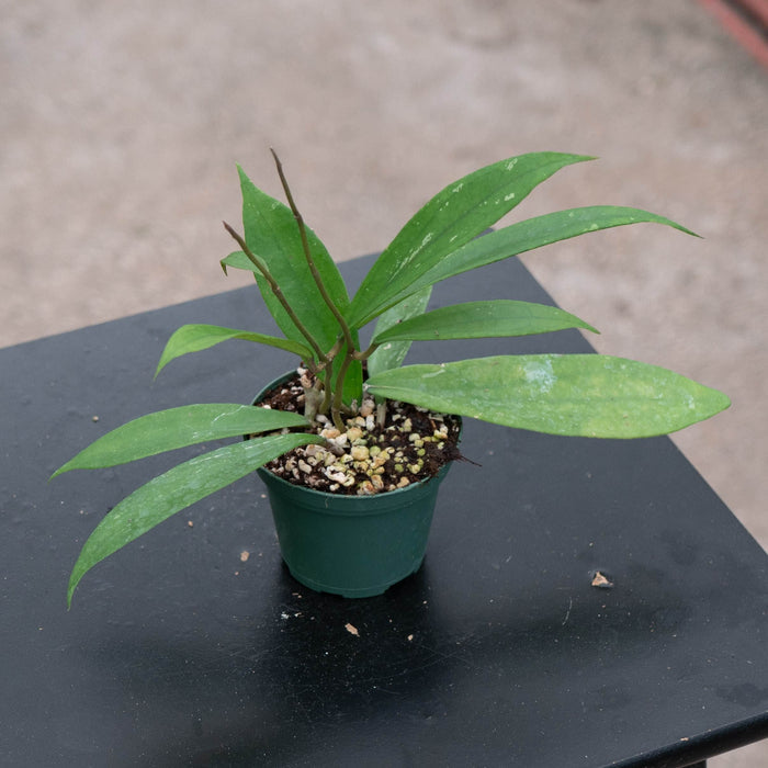 Gabriella Plants Hoya Hoya 'Jennifer'
