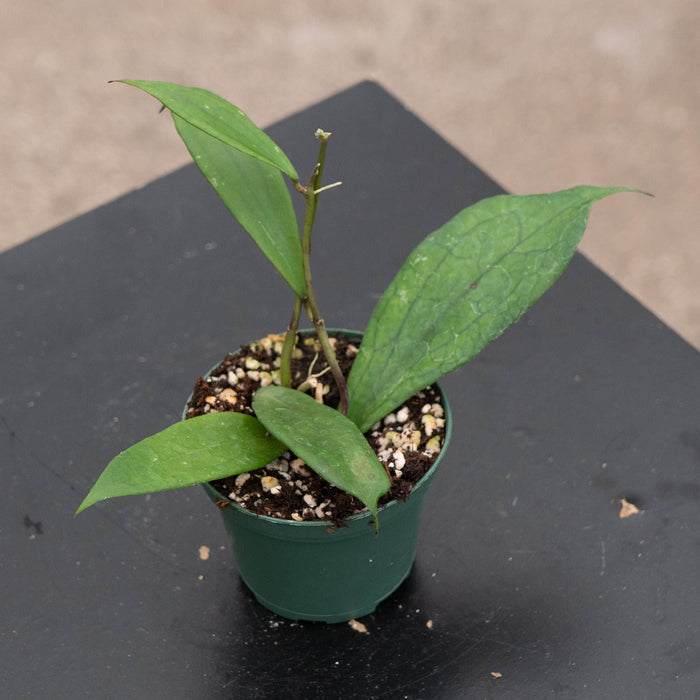Gabriella Plants Hoya 3” Hoya 'Jennifer'