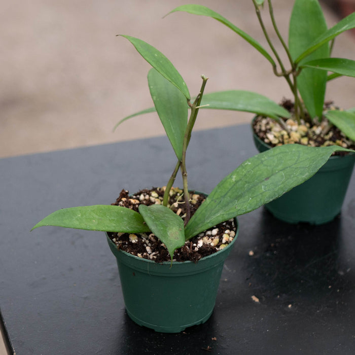 Gabriella Plants Hoya Hoya 'Jennifer'