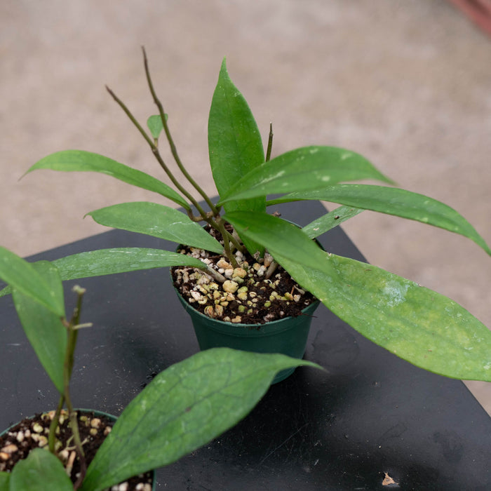 Gabriella Plants Hoya Hoya 'Jennifer'