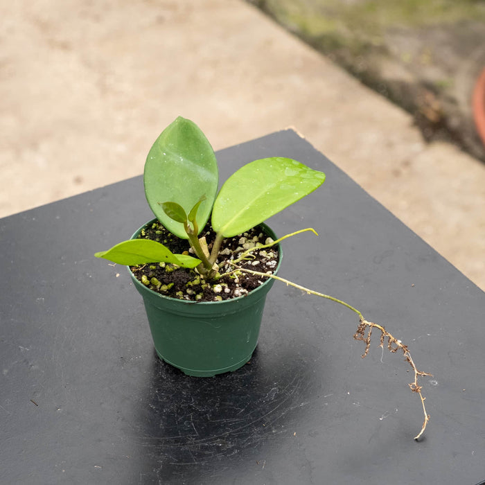 Gabriella Plants Hoya 3" Hoya 'Joel'