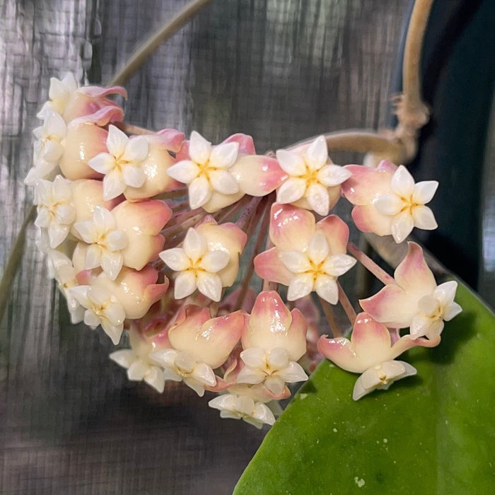 Gabriella Plants Hoya 4" Hoya juannguoiana
