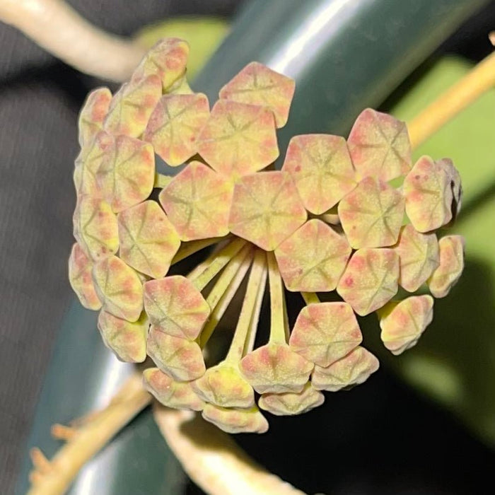 Gabriella Plants Hoya 4" Hoya juannguoiana