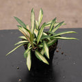 Gabriella Plants Hoya 4" Hoya kentiana 'Tricolor'
