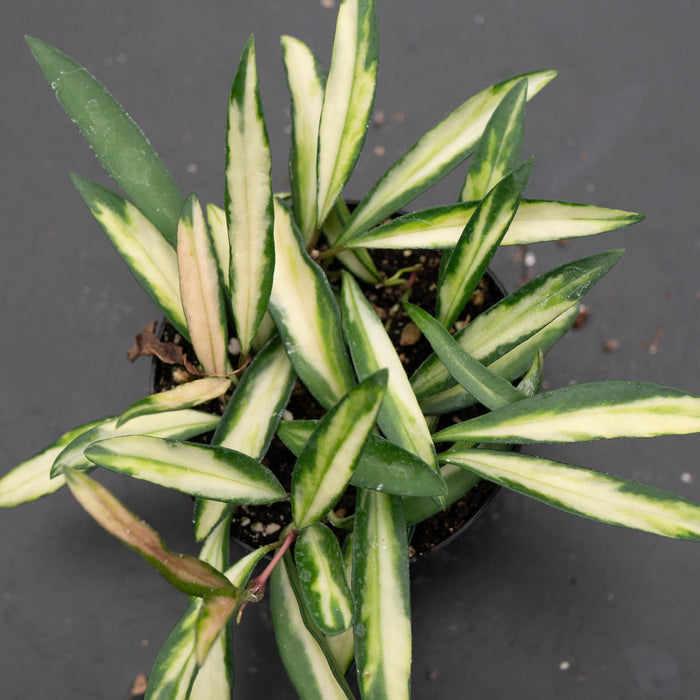 Gabriella Plants Hoya Hoya kentiana 'Tricolor'