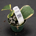 Gabriella Plants Hoya 3" Hoya kerrii albomarginata