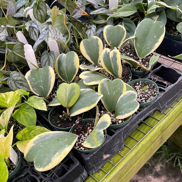 Gabriella Plants Hoya 3" Hoya kerrii albomarginata