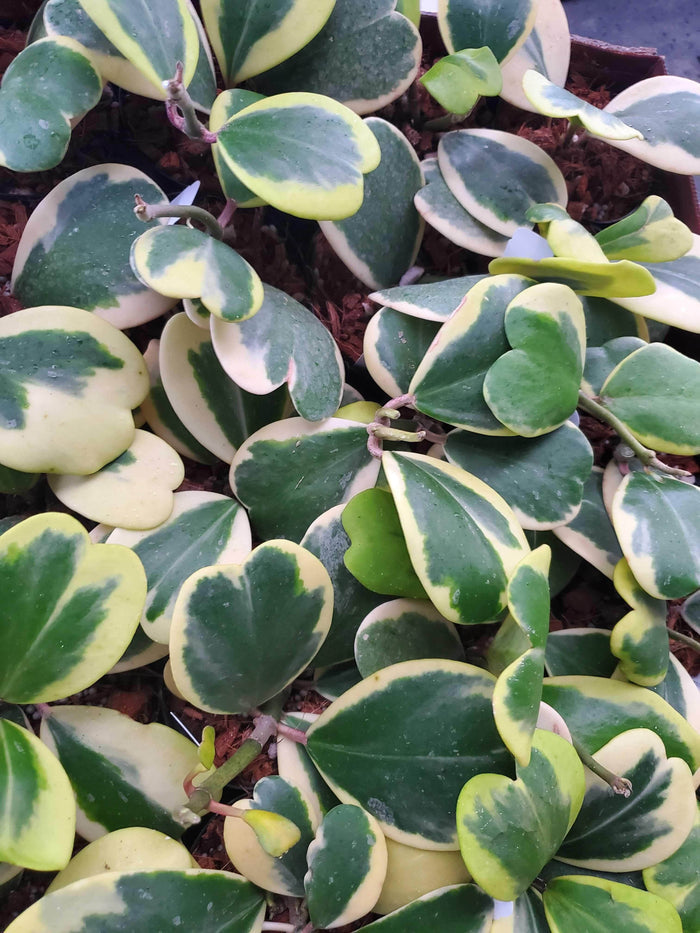 Gabriella Plants Hoya 3" Hoya kerrii albomarginata