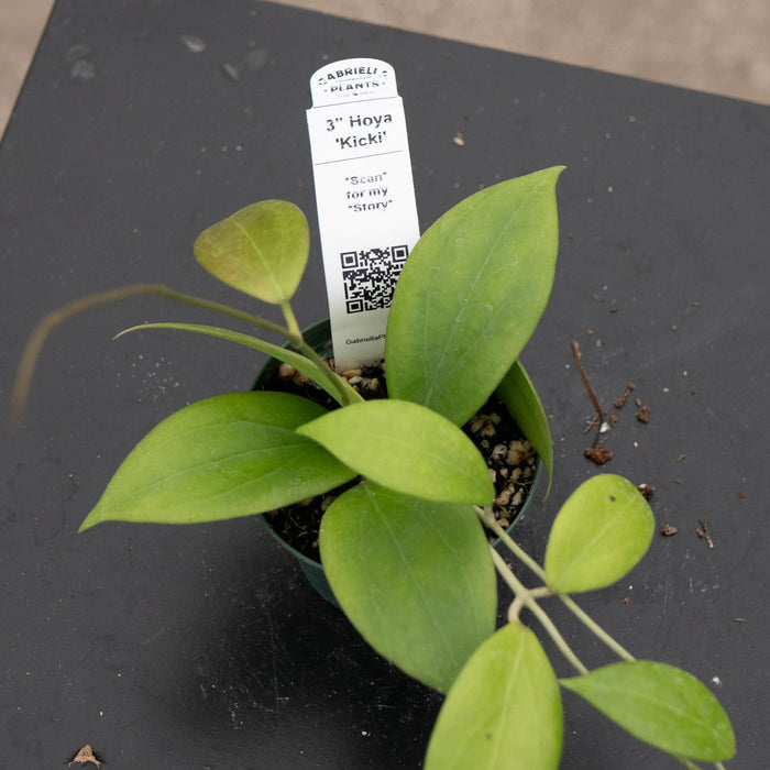 Gabriella Plants Hoya 3" Hoya 'Kicki'