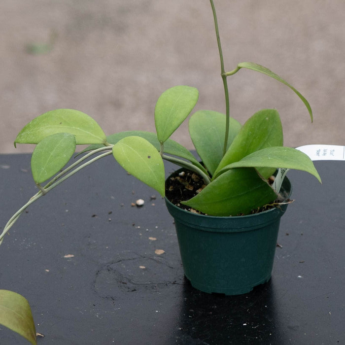 Gabriella Plants Hoya 3" Hoya 'Kicki'