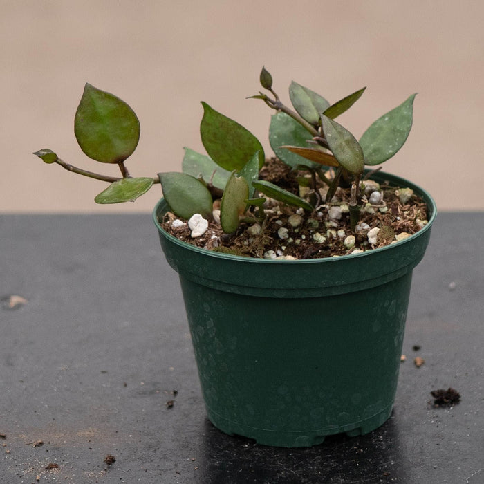 Gabriella Plants Hoya 3" Hoya krohniana 'Black'