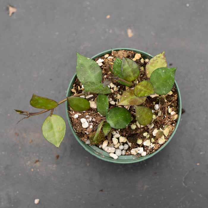Gabriella Plants Hoya Hoya krohniana 'Black'