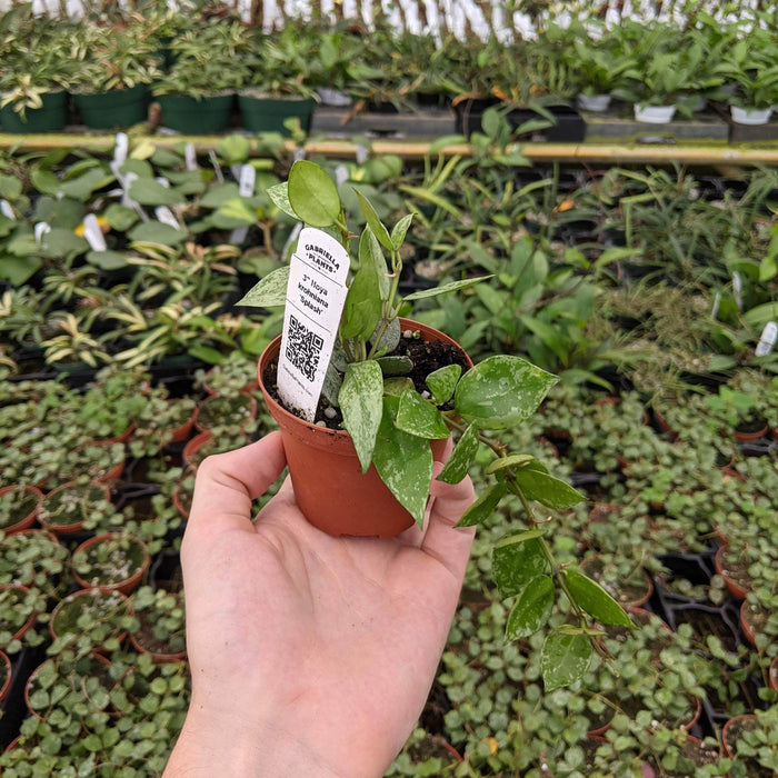 Gabriella Plants Hoya 3" Hoya krohniana 'Splash'