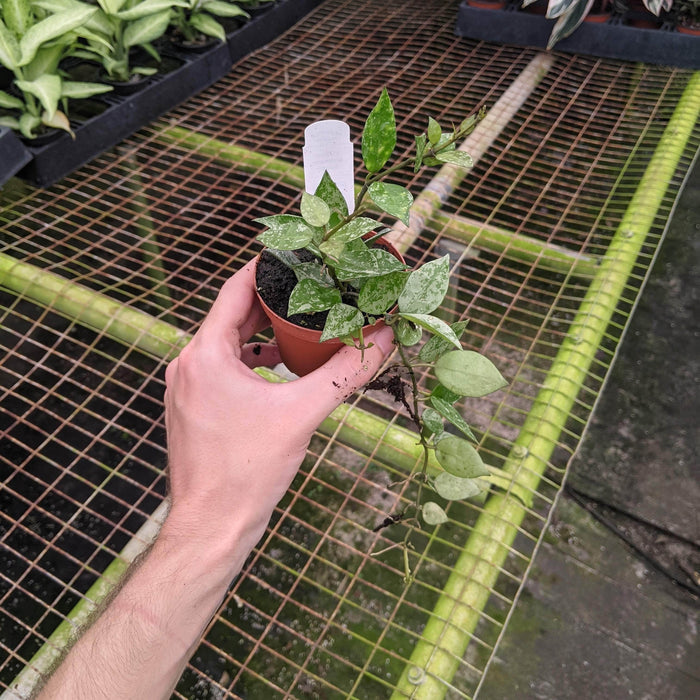 Gabriella Plants Hoya 3" Hoya krohniana (splash)