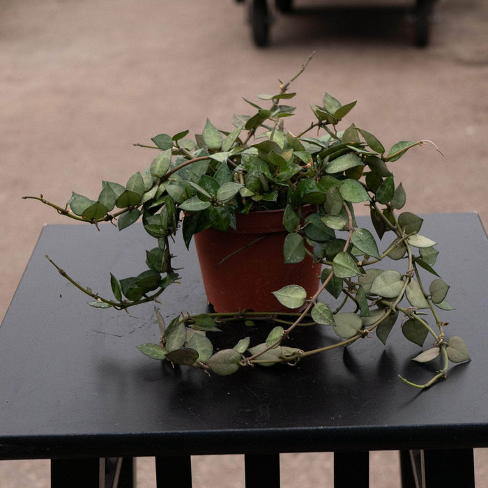 Gabriella Plants Hoya 4" Hoya krohniana 'Splash'