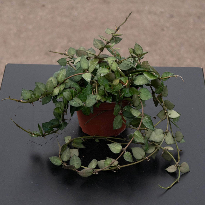 Gabriella Plants Hoya Hoya krohniana 'Splash'