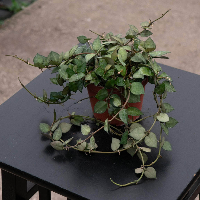 Gabriella Plants Hoya Hoya krohniana 'Splash'