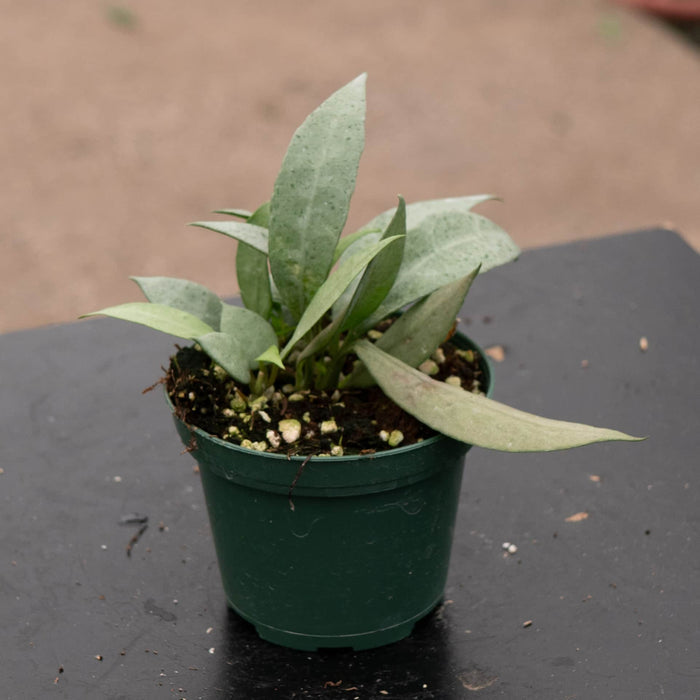 Gabriella Plants Hoya Hoya lacunosa 'Mint'