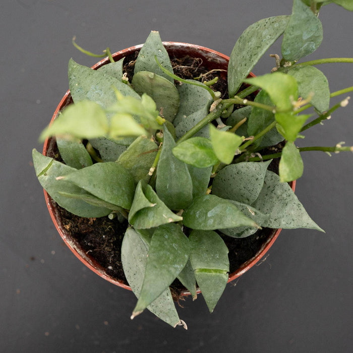 Gabriella Plants Hoya Hoya lacunosa 'Mint'