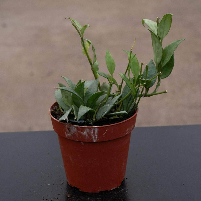 Gabriella Plants Hoya Hoya lacunosa 'Mint'