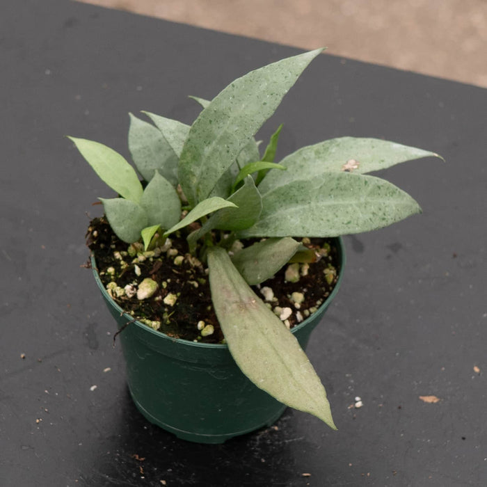 Gabriella Plants Hoya 3" Hoya lacunosa 'Mint'