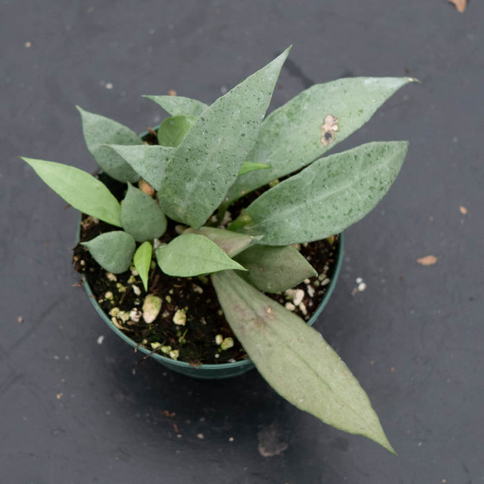 Gabriella Plants Hoya Hoya lacunosa 'Mint'