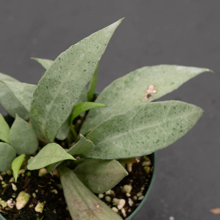 Gabriella Plants Hoya Hoya lacunosa 'Mint'