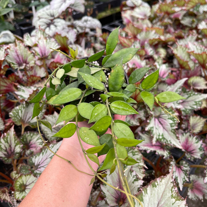 Gabriella Plants Hoya 4" Hoya lacunosa