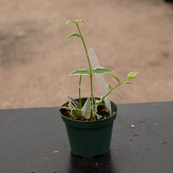 Gabriella Plants Hoya Hoya lanceolata subsp. bella 'Albo-Marginata'