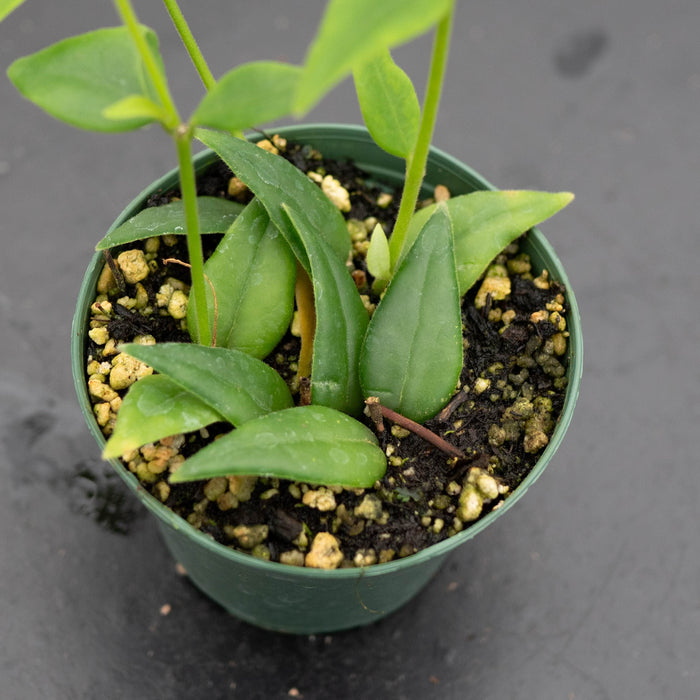 Gabriella Plants Hoya Hoya lanceolata subsp. bella
