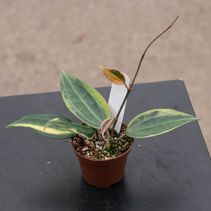 Gabriella Plants Hoya 3" Hoya latifolia 'Variegata'